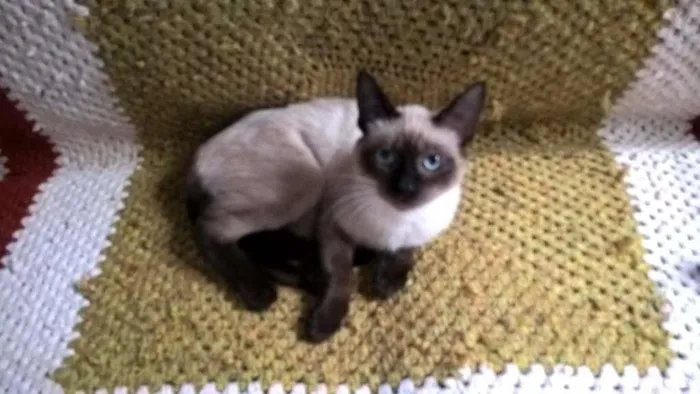 Gato ra a siamesa idade 2 a 6 meses nome tulipa