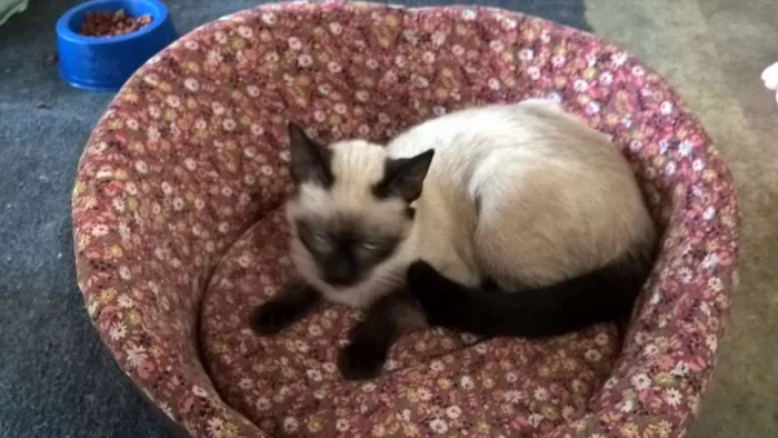 Gato ra a siamesa idade 2 a 6 meses nome tulipa