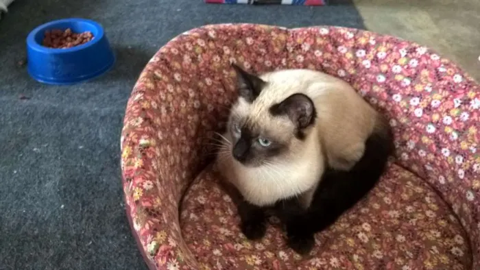 Gato ra a siamesa idade 2 a 6 meses nome tulipa