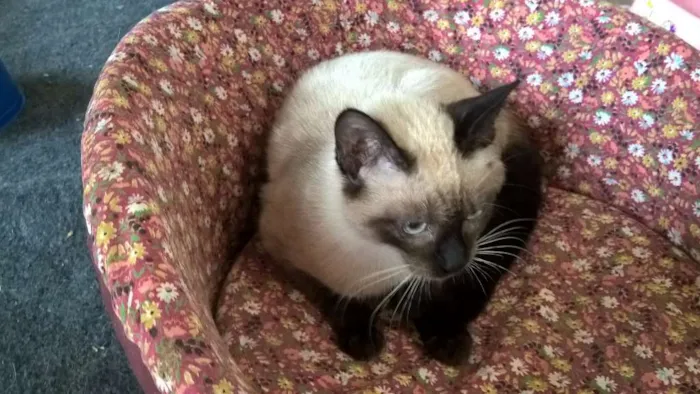 Gato ra a siamesa idade 2 a 6 meses nome tulipa