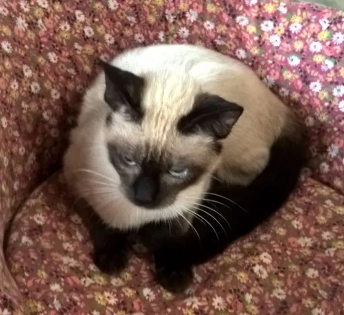 Gato ra a siamesa idade 2 a 6 meses nome tulipa