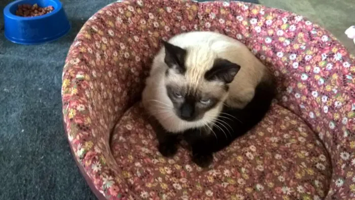 Gato ra a siamesa idade 2 a 6 meses nome tulipa
