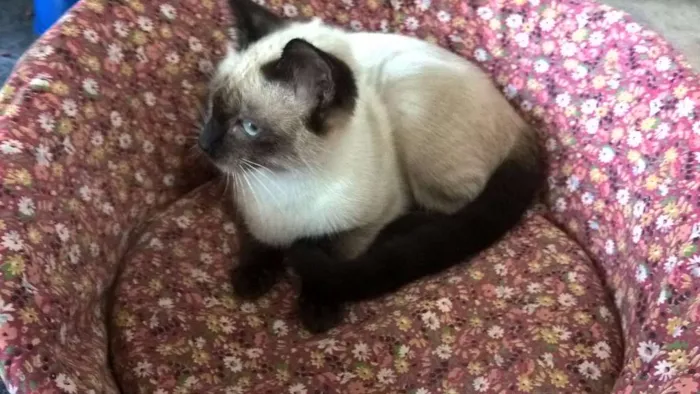 Gato ra a siamesa idade 2 a 6 meses nome tulipa