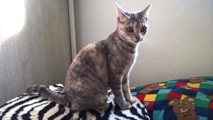 Gato ra a srd idade 2 a 6 meses nome petunia