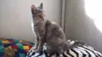 petunia