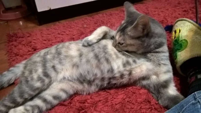 Gato ra a srd idade 2 a 6 meses nome petunia