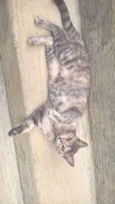 petunia