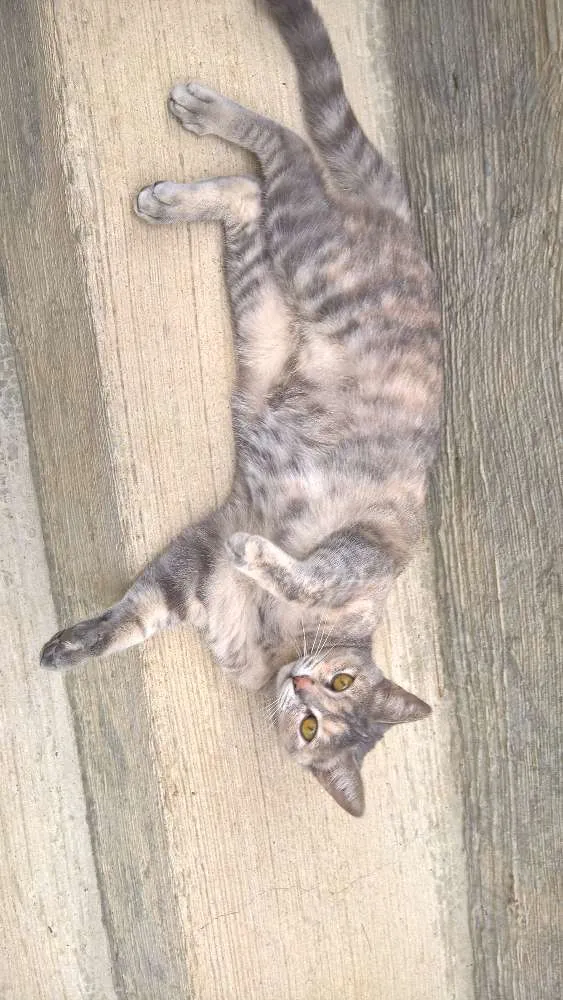 Gato ra a srd idade 2 a 6 meses nome petunia
