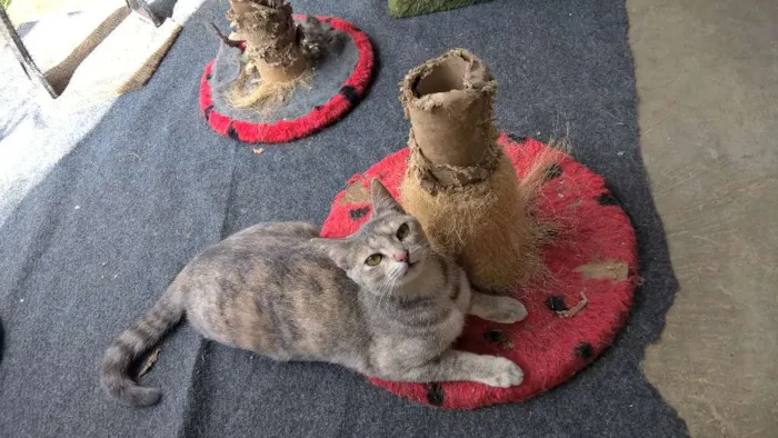 Gato ra a srd idade 2 a 6 meses nome petunia