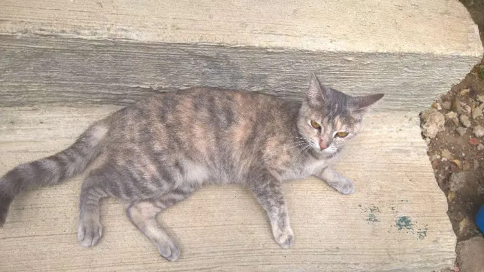 Gato ra a srd idade 2 a 6 meses nome petunia
