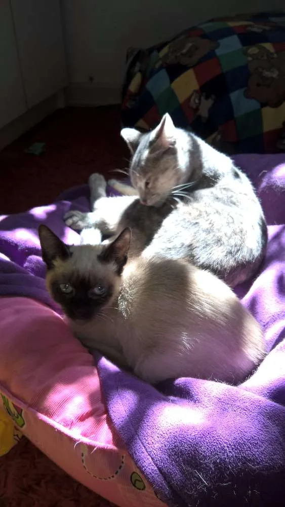 Gato ra a srd idade 2 a 6 meses nome petunia