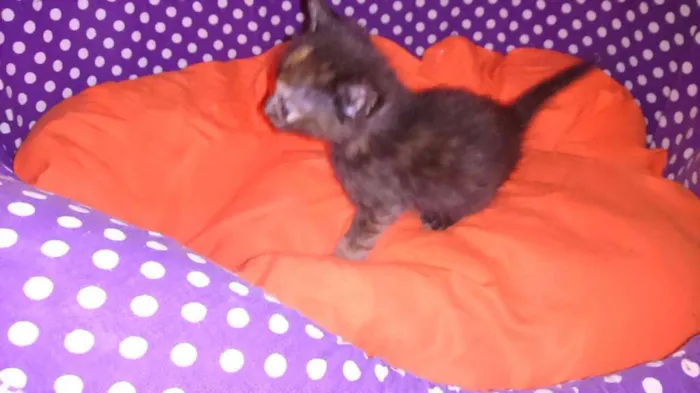Gato ra a srd idade 2 a 6 meses nome shoyo
