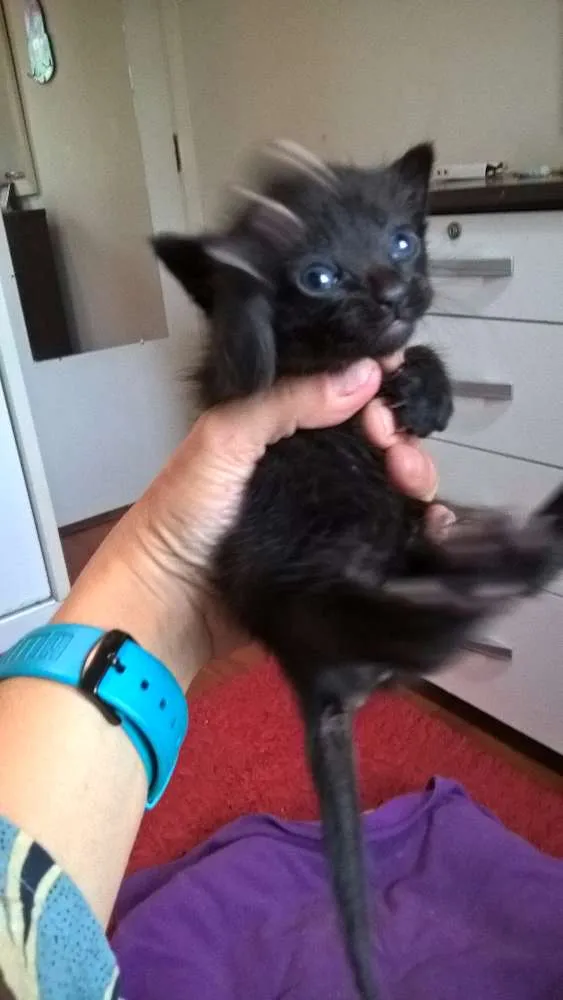 Gato ra a srd idade 2 a 6 meses nome shoyo
