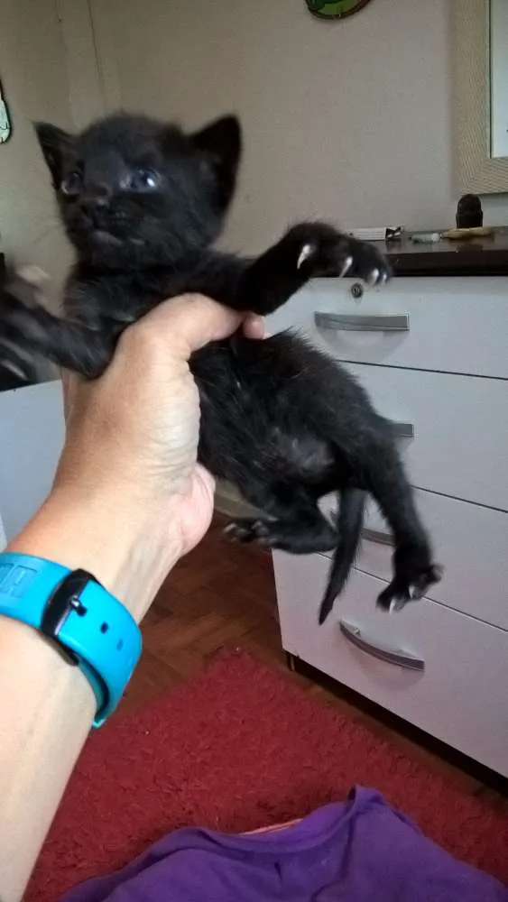 Gato ra a srd idade 2 a 6 meses nome shoyo
