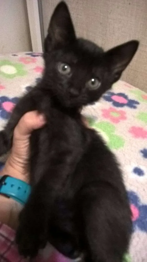 Gato ra a srd idade 2 a 6 meses nome shoyo