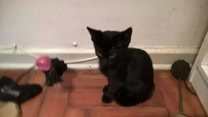 Gato ra a srd idade 2 a 6 meses nome shoyo