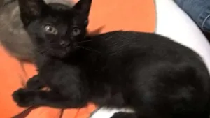 Gato raça srd idade 2 a 6 meses nome shoyo