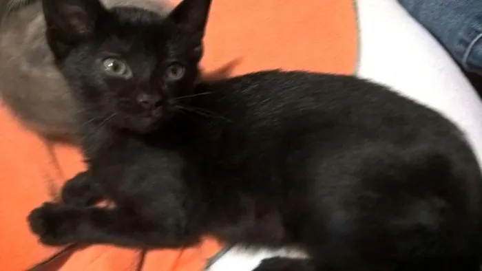 Gato ra a srd idade 2 a 6 meses nome shoyo