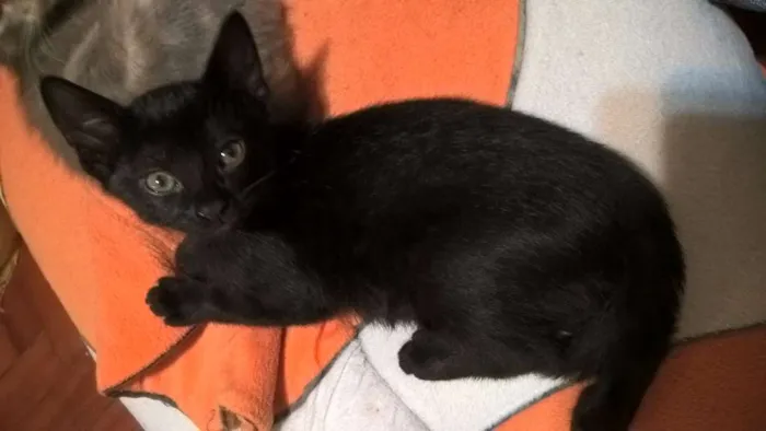 Gato ra a srd idade 2 a 6 meses nome shoyo