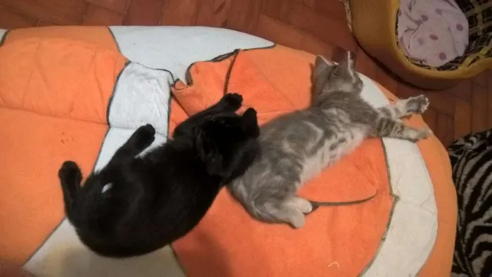 Gato ra a srd idade 2 a 6 meses nome shoyo