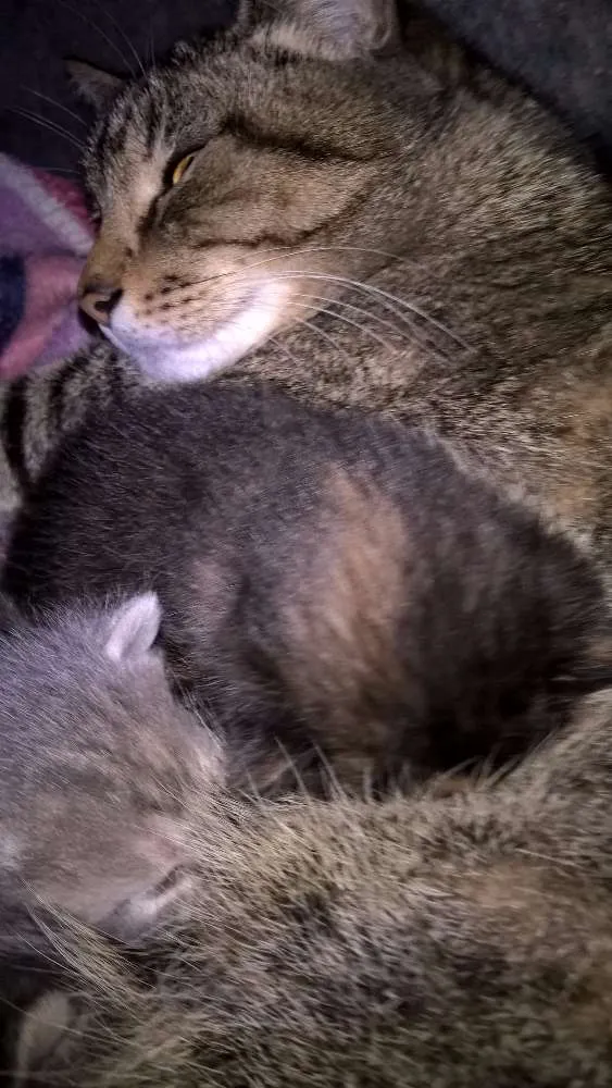 Gato ra a srd idade 2 anos nome kyoko
