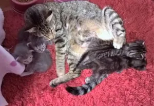 Gato raça srd idade 2 anos nome kyoko