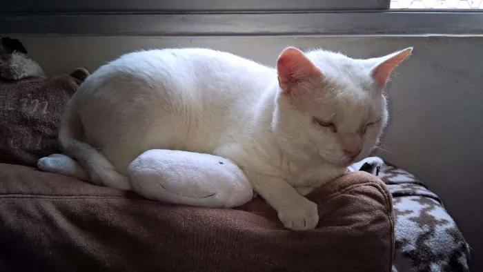 Gato raça Siames & SRD idade 3 anos nome LORD & POLAR