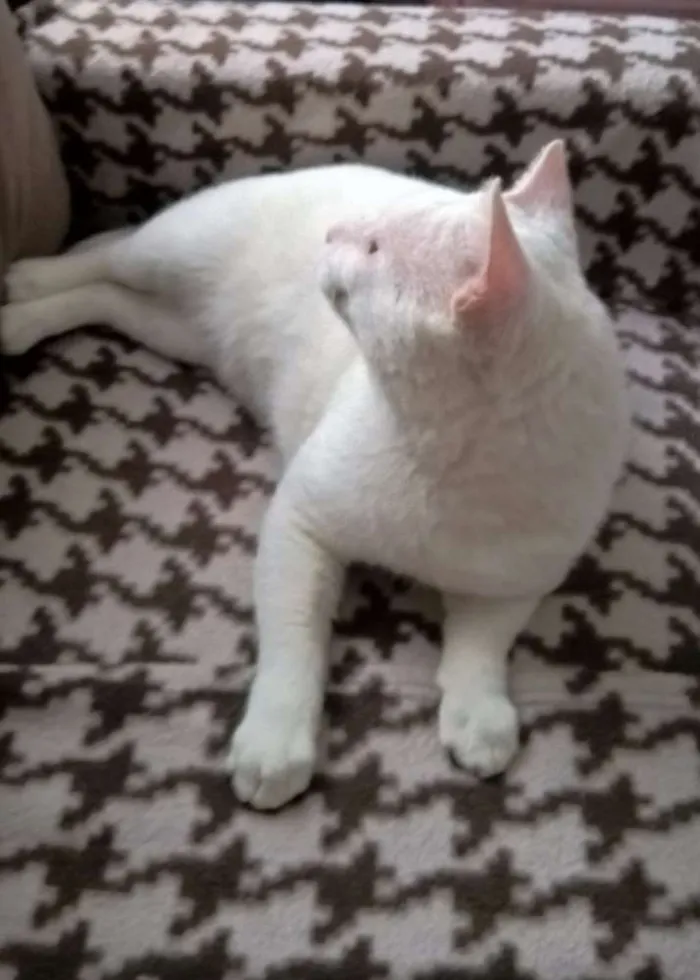 Gato raça Siames & SRD idade 3 anos nome LORD & POLAR