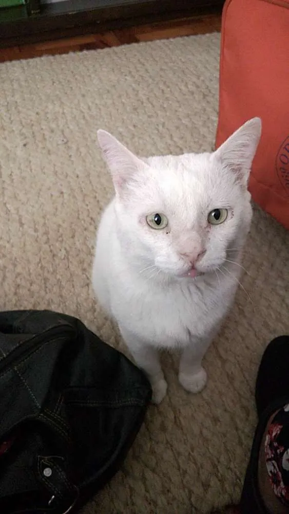 Gato raça Siames & SRD idade 3 anos nome LORD & POLAR