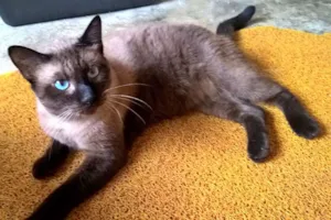 Gato raça Siames & SRD idade 3 anos nome LORD & POLAR