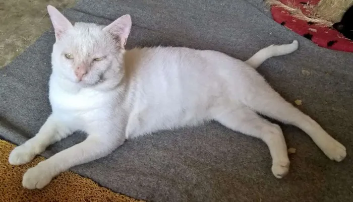 Gato raça Siames & SRD idade 3 anos nome LORD & POLAR