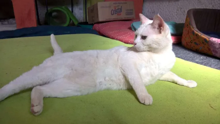 Gato ra a SRD idade 1 ano nome MILKA