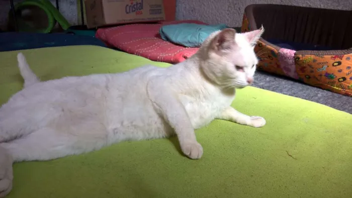 Gato ra a SRD idade 1 ano nome MILKA