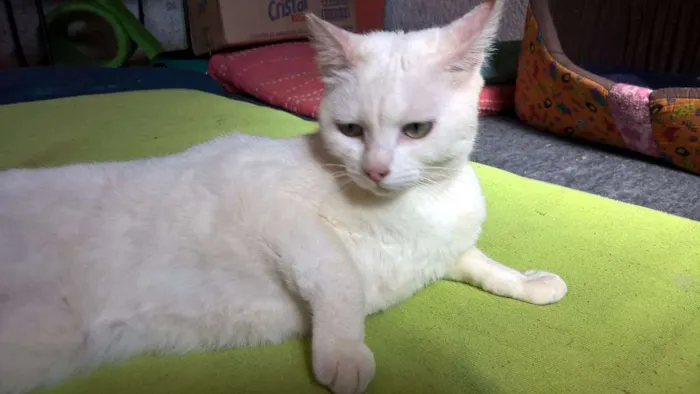 Gato ra a SRD idade 1 ano nome MILKA