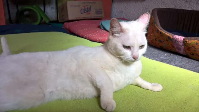Gato ra a SRD idade 1 ano nome MILKA