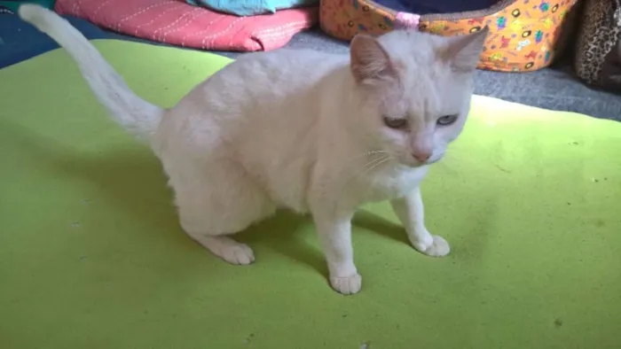 Gato ra a SRD idade 1 ano nome MILKA