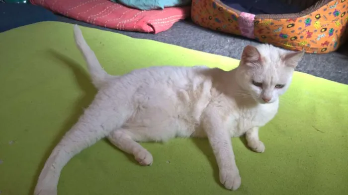 Gato ra a SRD idade 1 ano nome MILKA