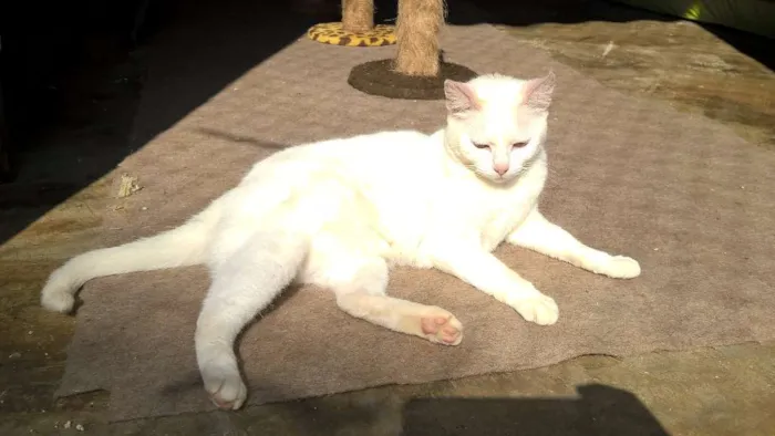 Gato ra a SRD idade 1 ano nome MILKA