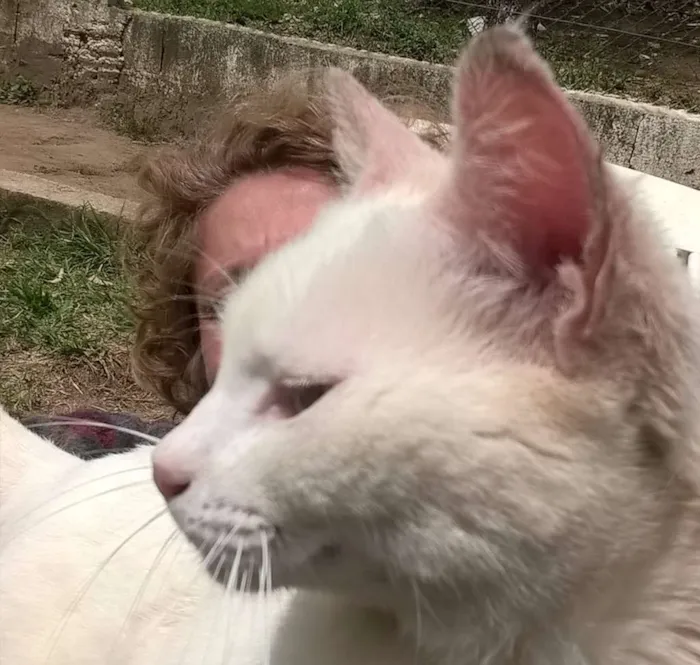 Gato ra a SRD idade 1 ano nome MILKA