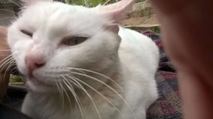 Gato ra a SRD idade 1 ano nome MILKA