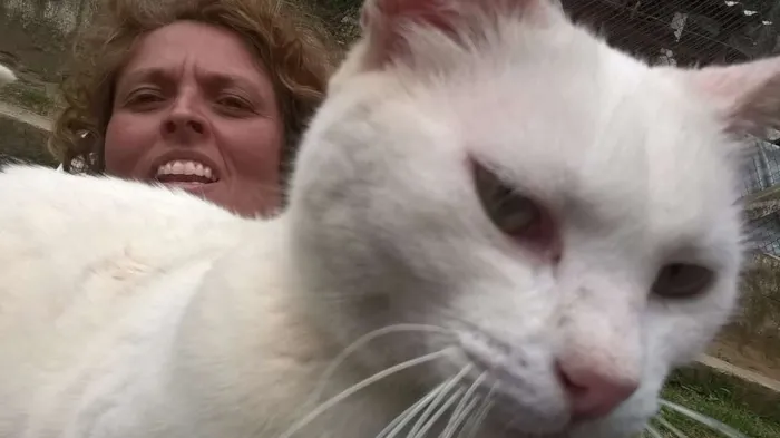 Gato ra a SRD idade 1 ano nome MILKA
