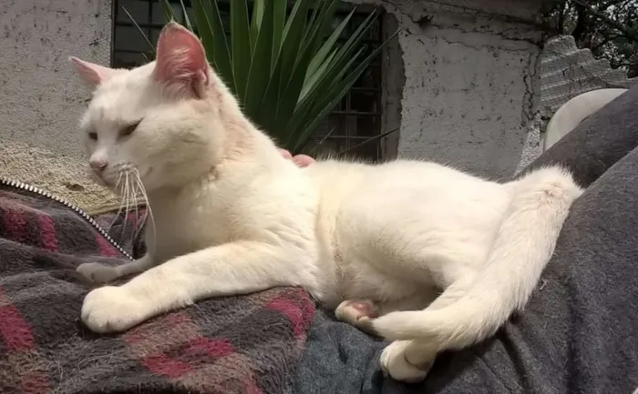 Gato ra a SRD idade 1 ano nome MILKA