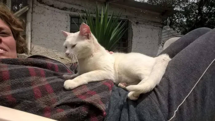 Gato ra a SRD idade 1 ano nome MILKA