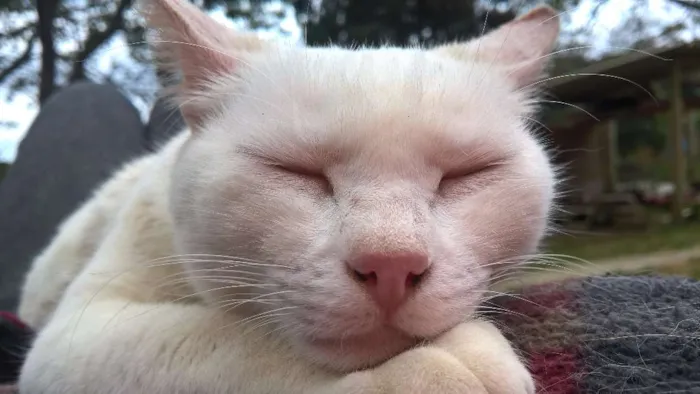Gato ra a SRD idade 1 ano nome MILKA