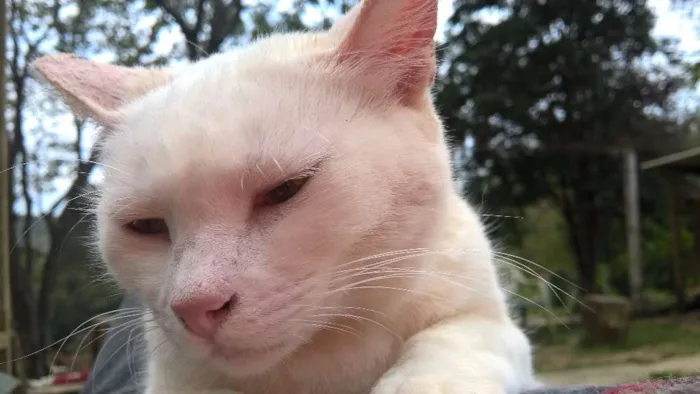 Gato ra a SRD idade 1 ano nome MILKA