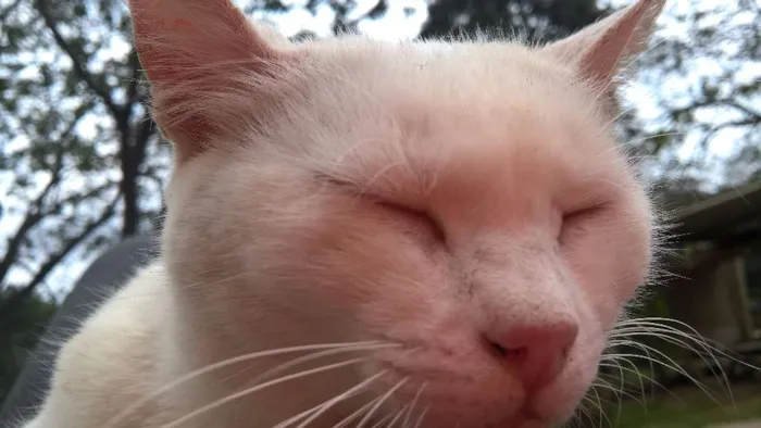 Gato ra a SRD idade 1 ano nome MILKA