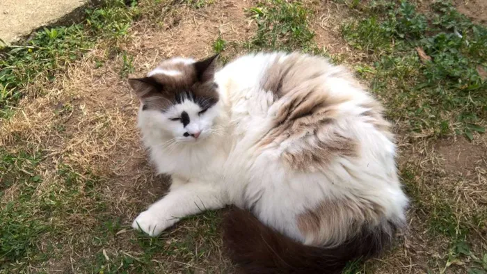 Gato ra a siamesa idade 2 anos nome michelle