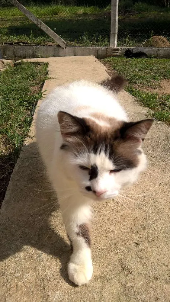 Gato ra a siamesa idade 2 anos nome michelle