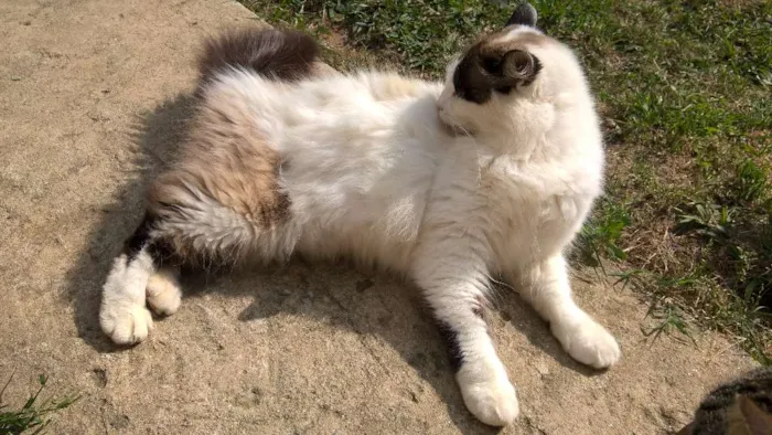 Gato ra a siamesa idade 2 anos nome michelle