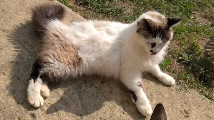 Gato ra a siamesa idade 2 anos nome michelle